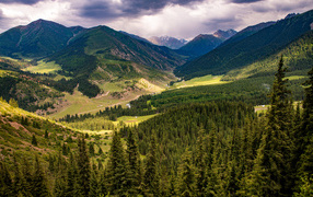 Зеленые ели покрывают высокие горы 