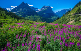 Розовые цветы у подножия горы на фоне голубого неба