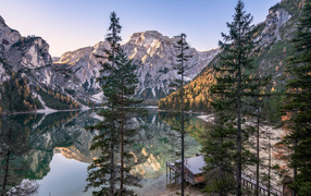 Высокие сосны на берегу озера у Доломитовых альп 