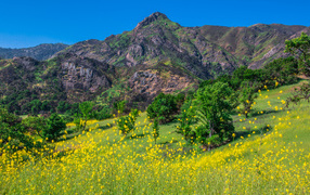 Yellow flowers and green grass at the foot of the mountain