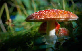 Большой красный мухомор с маленькими в лесу 