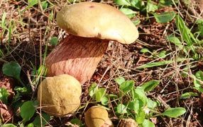 Большой белый гриб на траве в лесу