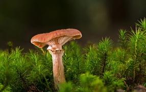 Лесной гриб  с зеленой травой 