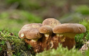 Large porcini mushrooms on moss-covered ground