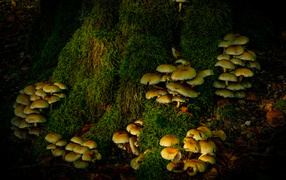 Много грибов на покрытом мхом дереве