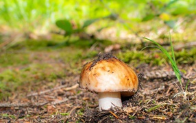 Гриб в земле в лесу