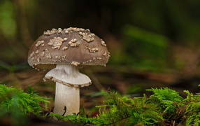 Гриб с зеленым мхом в лесу