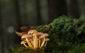 Small mushrooms under a snag in the forest