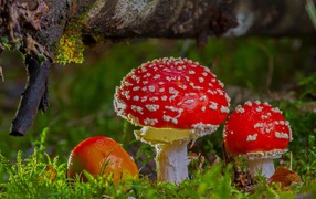 Три красных мухомора под корягой