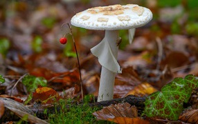 White mushroom grows in the forest on fallen leaves
