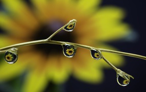 Drops of water on a branch of a flower