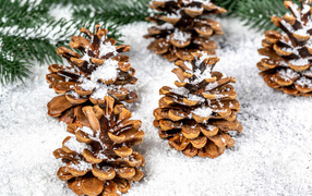 Сосновые шишки покрыты белым снегом