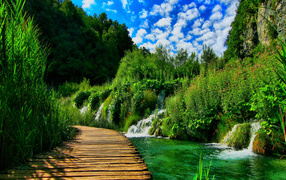 Wooden bridge in a picturesque green forest with waterfalls