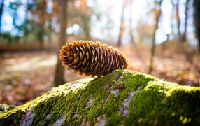 Большая еловая шишка лежит на покрытом мхом камне 