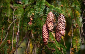 Big brown cones on a thorny branch of a spruce