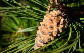 Большая коричневая шишка на сосне 