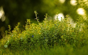 Густая зеленая трава летом 