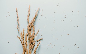 Dry ears of wheat lie on a gray background