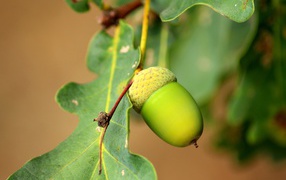 Green acorn on a tree close up