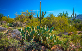 Green cacti under beautiful blue sky, USA