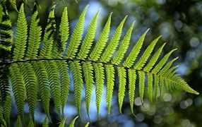 Green fern leaf in the sun close up
