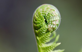 Green fern leaf unfolds