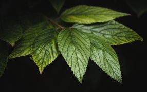Green leaves of a tree on a black background