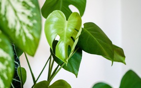 Зеленые листья цветка антуриум 