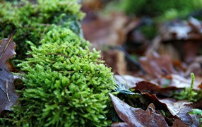 Зеленый мох  на покрытой листьями земле 