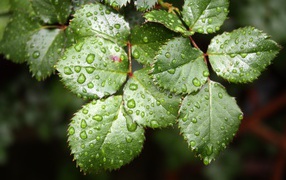 Зеленые листья розы в каплях воды