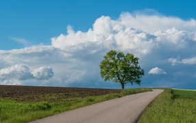 Зеленое дерево у дороги под голубым небом 