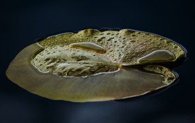 Большой зеленый лист лилии в воде 