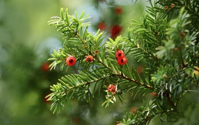 Красные ягоды на ветке пихты 