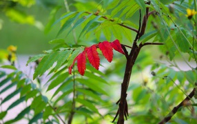 Красный лист среди зеленых листьев на рябине 