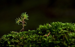 Small growing spruce on moss-covered ground