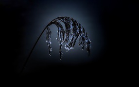 Колосок в инее на черном фоне 