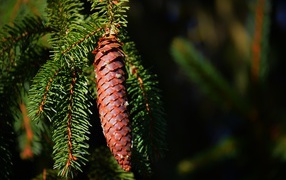 Spruce cone on a branch with green needles