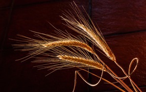 Three spikelets of wheat close up