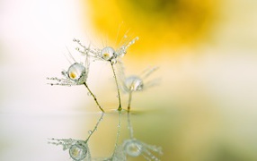 White dandelion fluffs with dew drops