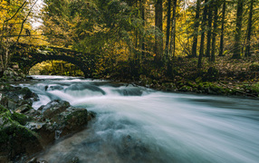 Быстрая вода реки в  лесу под старым мостом