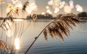 Камыши в пруду в лучах солнца на рассвете