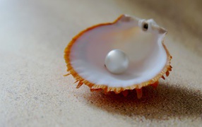 Seashell with white pearl on the sand