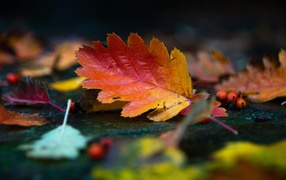 A beautiful orange leaf lies on wet ground in autumn
