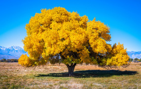 Большое покрытое желтыми листьями дерево под голубым небом
