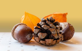 Acorn, chestnut and pine cone on the table