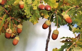 Acorns on a branch with green leaves
