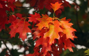 Красивые яркие красные листья на ветке дерева осенью 