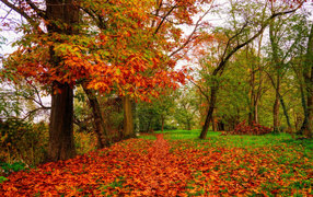 Красивая золотая осень окрасила листья дуба