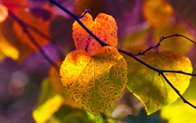 Красивые оранжевые листья на ветке дерева осенью 