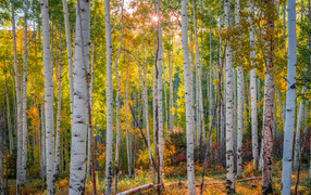 Красивые белые березы осенью 